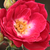 Roz - Trandafir pentru straturi Polyantha - Dopey